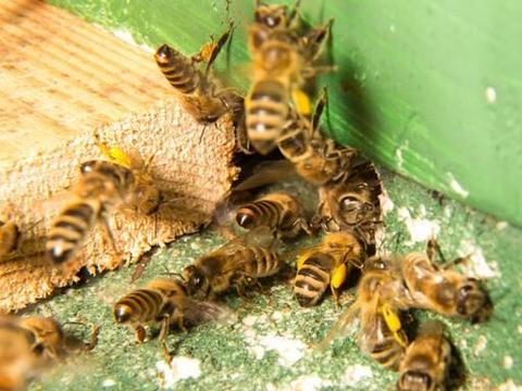 中蜂合群的最佳方法（中蜂簡單安全易接受不會(huì)圍王的合群方法）