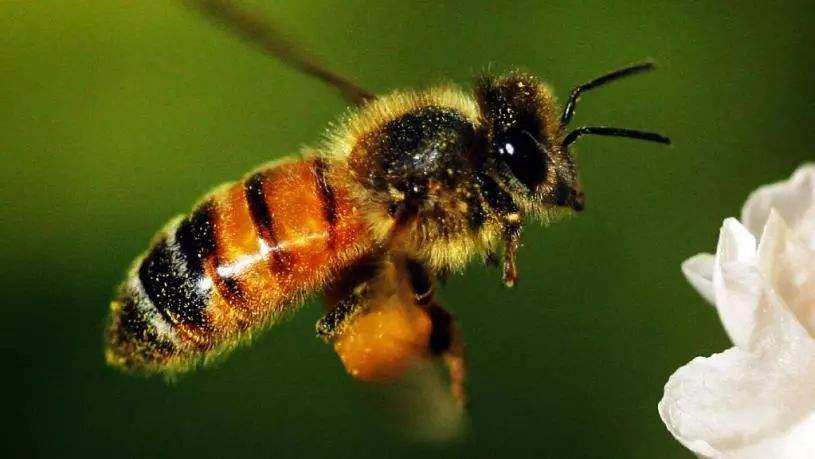 【蜜蜂知識】蜜蜂有毒嗎？