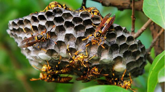 馬蜂窩價(jià)格多少錢(qián)一斤？