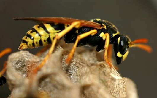 被馬蜂蟄了有潛伏期嗎？會(huì)不會(huì)有后遺癥？