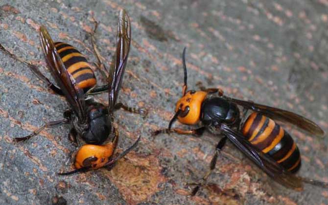 哪種虎頭蜂的毒性最強(qiáng)（虎頭蜂的天敵是什么）