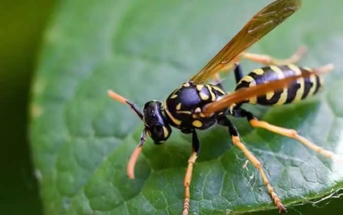 野外找馬蜂的最快的方法