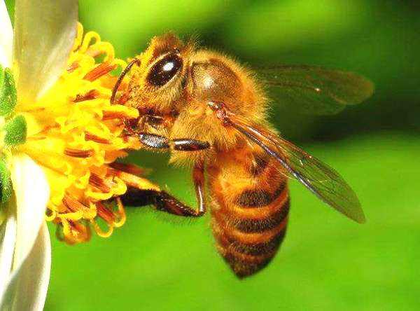 蜜蜂強群可以有15萬的工蜂嗎（中蜂強群養(yǎng)殖技術(shù)）