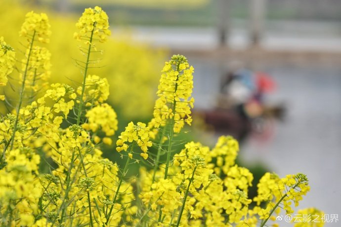 福建輔助蜜源有哪些（福建地區(qū)蜜源植物大全）