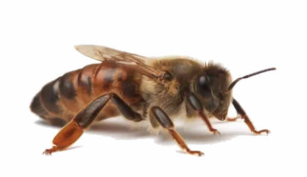 【蜜蜂知識】蜂王的食物有哪些？