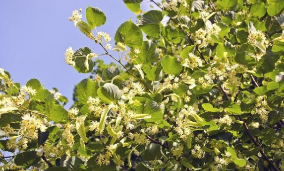 木本蜜源植物有哪些（常見(jiàn)的6種林木蜜源植物）