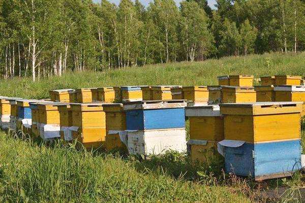 新手養蜂如何防止分蜂熱？