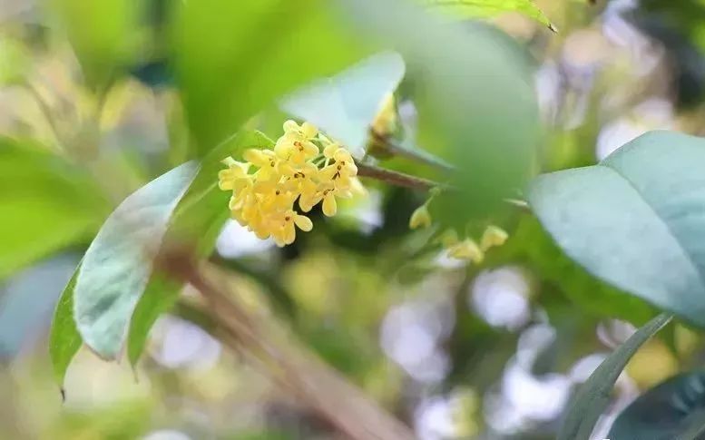 桂花樹(shù)有蜜源嗎（桂花樹(shù)蜜源植物介紹）