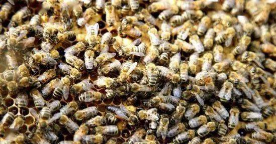 大蜂場如何殺螞蟻（養(yǎng)蜂場內(nèi)有螞蟻怎樣處理）