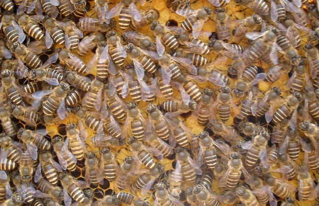 蜜蜂黑蜂病如何防治？