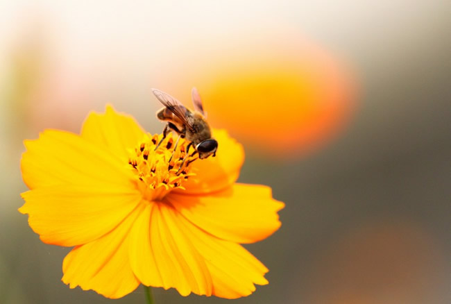 蜜蜂自然分蜂時(shí)會(huì)往哪里飛呢？