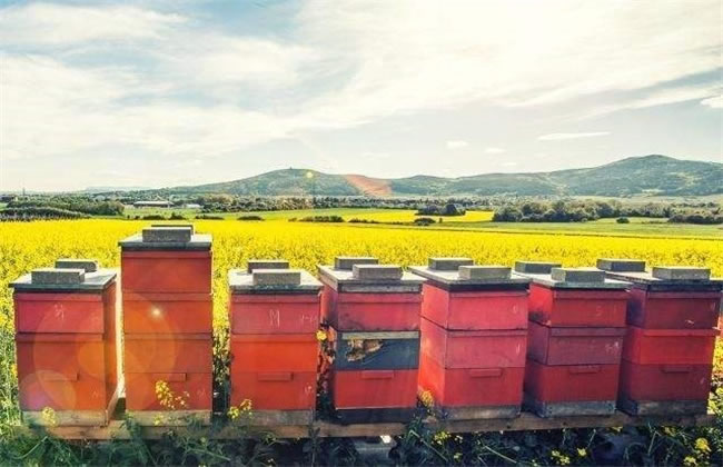 新手如何養好蜜蜂？(7個方法教你養蜜蜂)