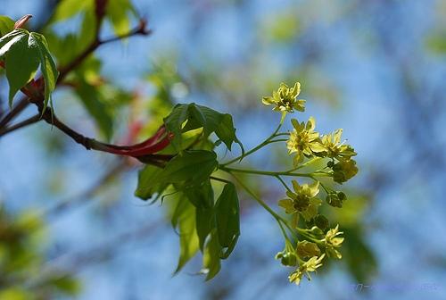東北蜜源植物有哪些（東北常見的五種野生蜜源植物）