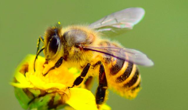 高加索蜂的習(xí)性有哪些（高加索蜂詳細介紹）