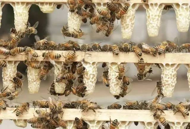 急造王臺(tái)和自然王臺(tái)的區(qū)別（蜜蜂急造王臺(tái)和自然王臺(tái)對比）