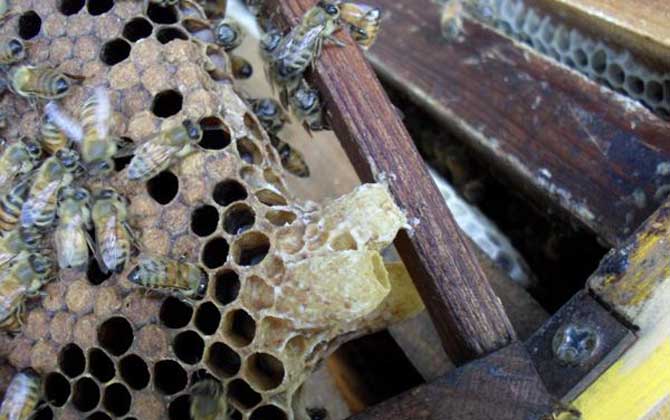 蜜蜂王臺(tái)封蓋幾天出來（王臺(tái)封蓋后出臺(tái)時(shí)間）