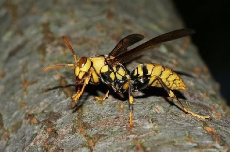 中國大虎頭蜂的生活習性(虎頭蜂的棲息環境）