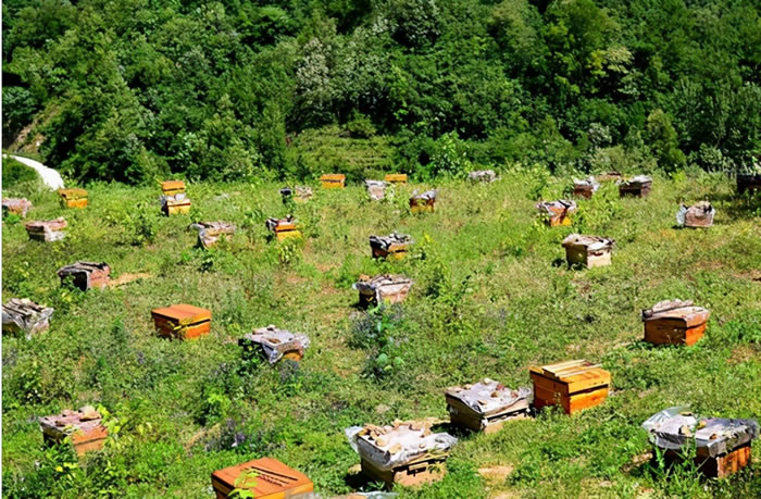 蜜蜂養(yǎng)殖十大忌諱是什么？(教你養(yǎng)蜂知識)