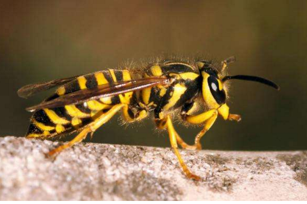 常見(jiàn)的胡蜂種類(lèi)（胡蜂的種類(lèi)介紹）