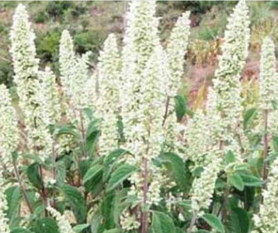 什么植物流蜜最多（流蜜時(shí)間最長的植物有哪些）