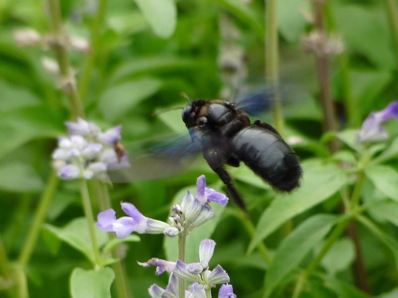 黑色的蜂子愛(ài)在竹子里面筑巢的是什么蜂（竹竿理的黑蜂是什么蜂）