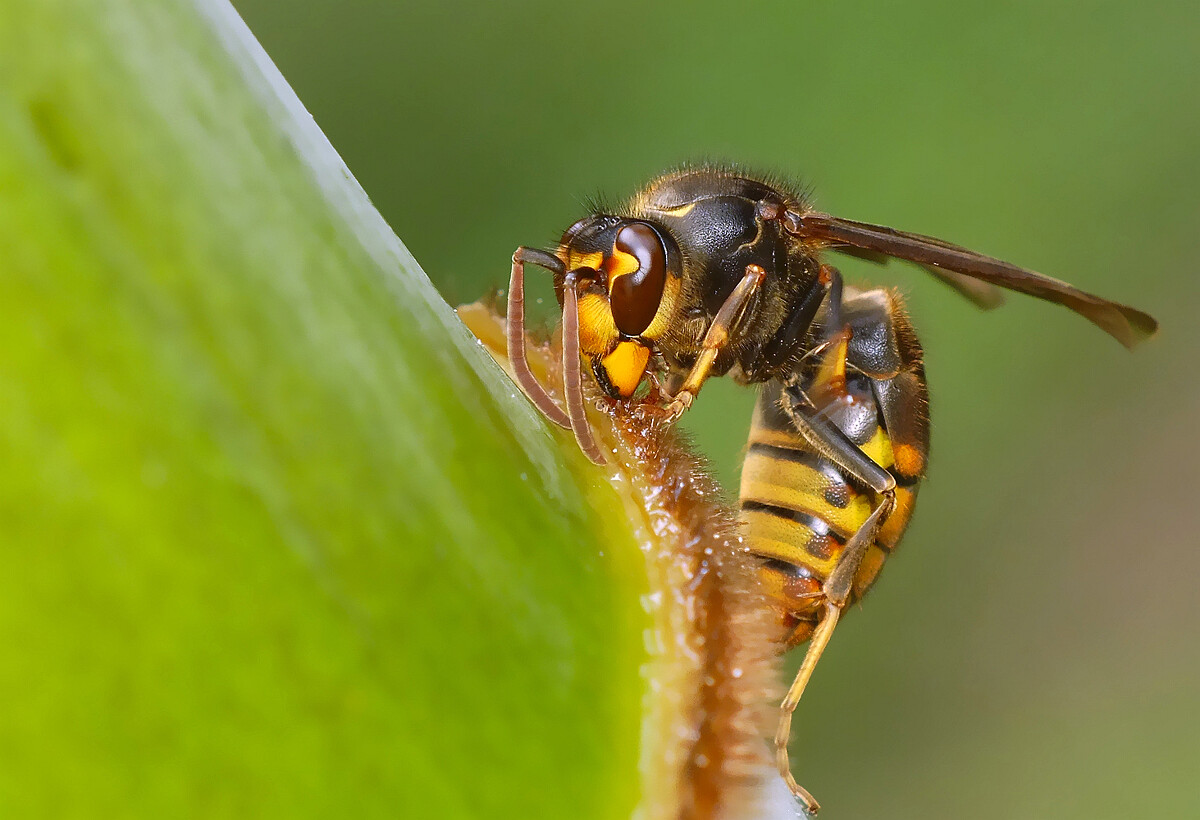 胡蜂采樹(shù)漿做什么（馬蜂啃樹(shù)漿做什么）