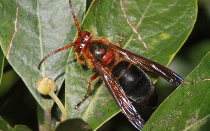 牛角蜂蟄了幾天才算恢復(fù)（牛角蜂蟄了多久過(guò)危險(xiǎn)期）