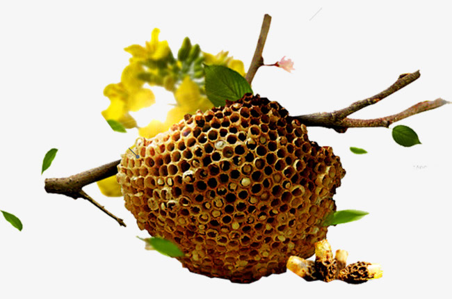 【蜜蜂知識】蜜蜂如何建造蜂巢？