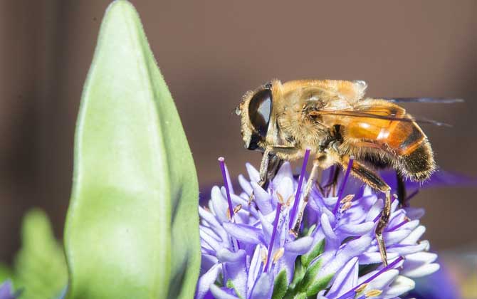 被馬蜂蟄了要觀察多久？（什么時候過危險期）