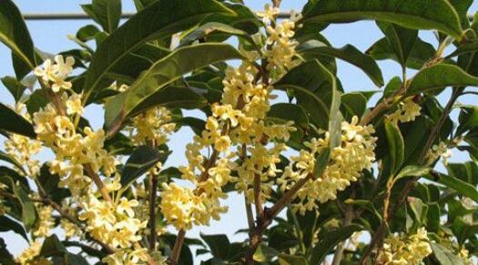 野桂花什么時(shí)候開(kāi)花（桂花每年什么時(shí)候開(kāi)花）