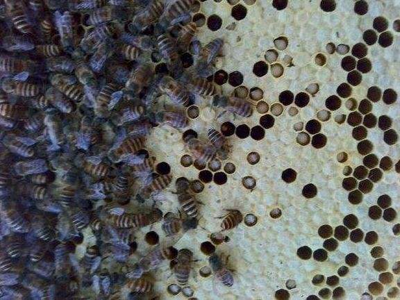 中蜂囊狀幼蟲病如何防治？