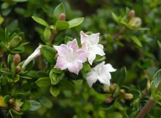 六月雪什么時(shí)候開花（六月雪的花期及管理）